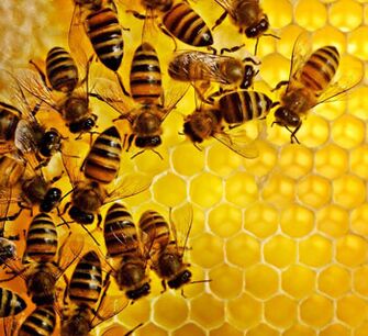 Bijenproducten tegen ontstekingen in de prostaat