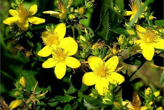 Sint-Janskruid is een medicinale plant die helpt bij het omgaan met prostatitis