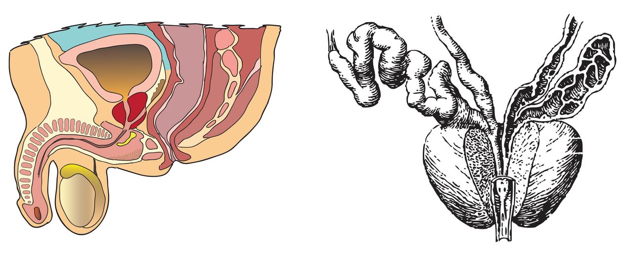 Anatomie van de prostaat